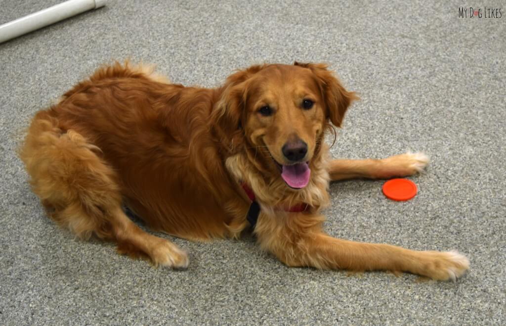 Charlie practicing his place and target dog commands during his agility training