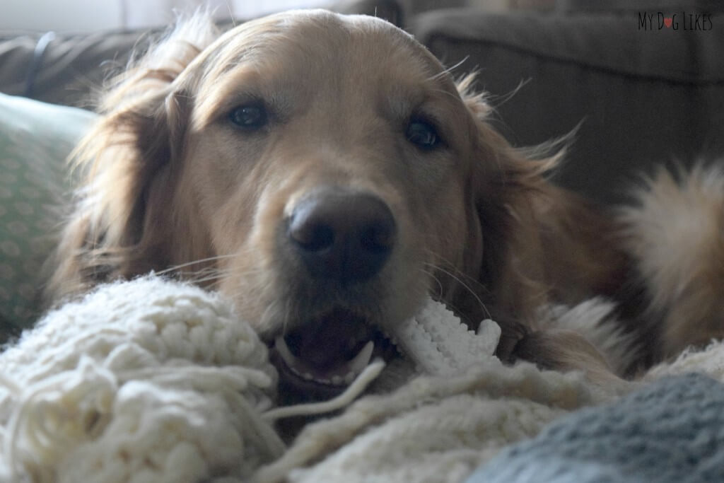 One of the best things about Nylabone's is that unlike regular bones, they are clean! You don't have to worry about stains or bacteria while chewing!