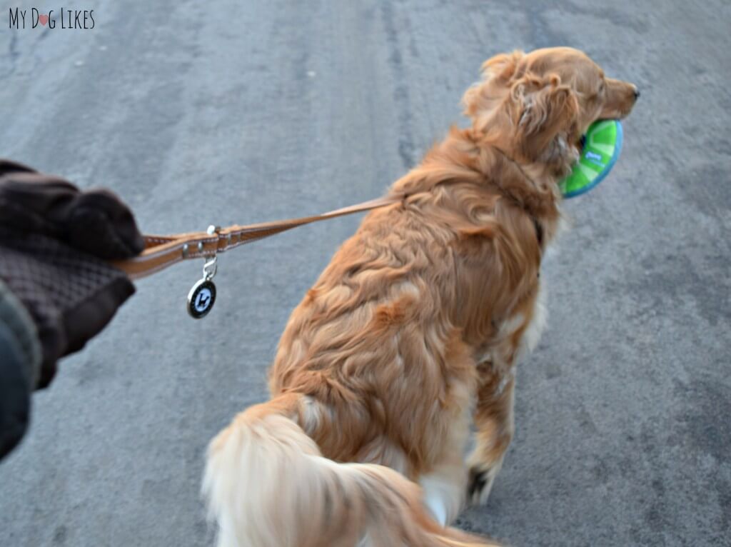 MyDogLikes testing a Legitimutt leather dog leash! Check here for our full review!