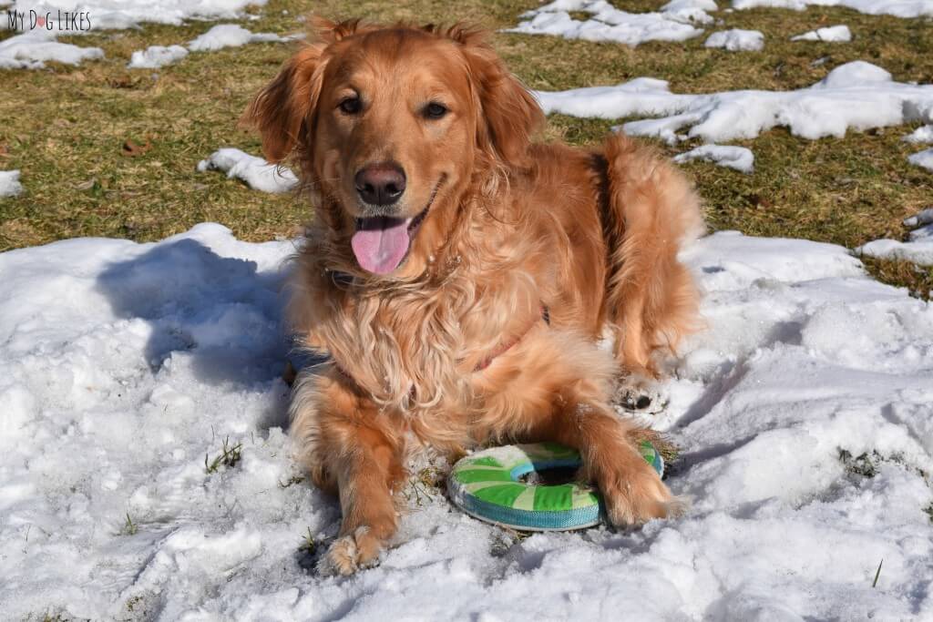 Charlie does not like to "drop it!" Here he is protecting his dear frisbee!