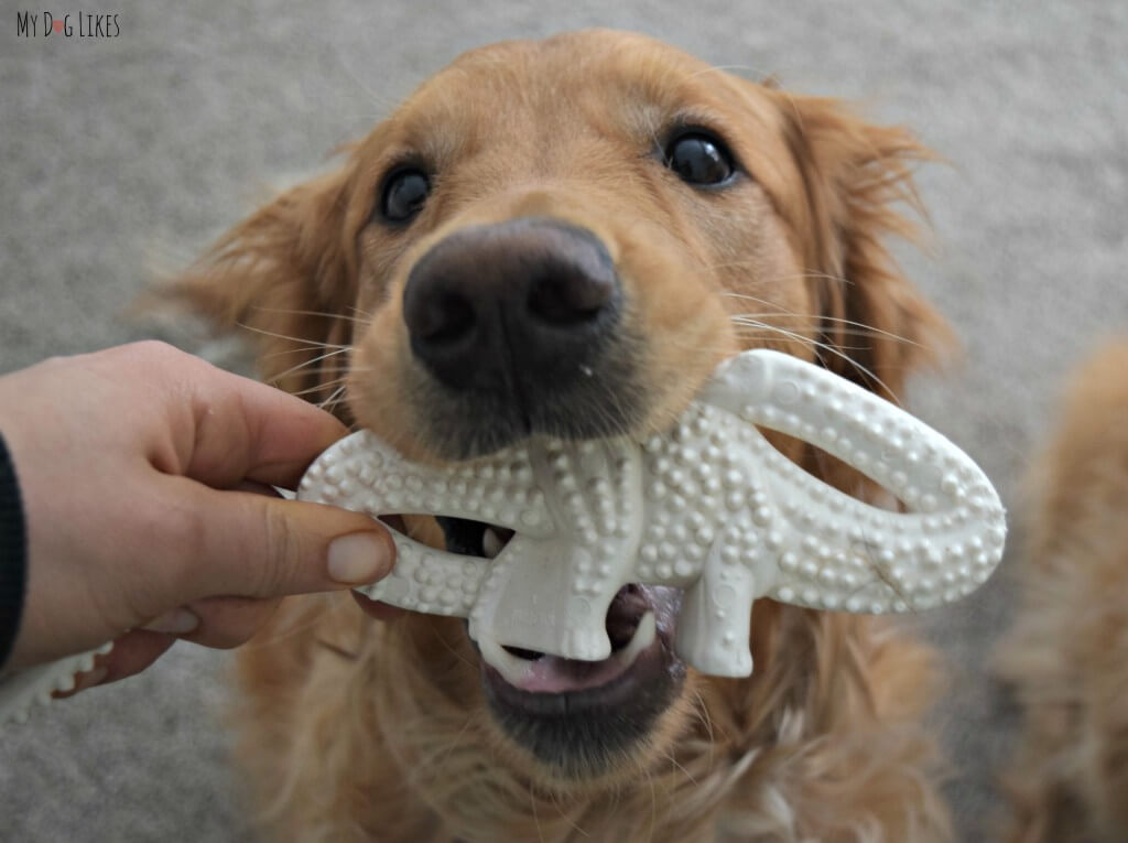 Charlie about to test out a Nylabone Chew from Chewy.com!