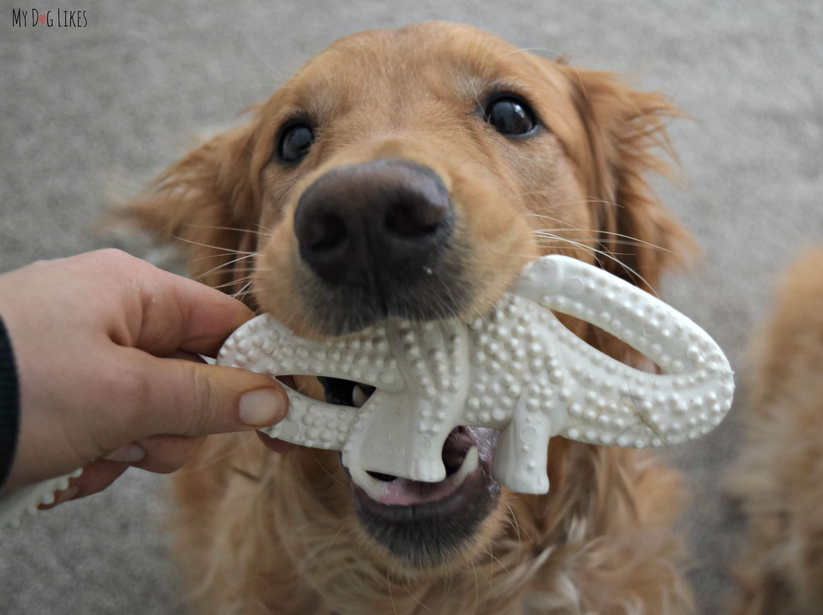 A Complete Guide To The Toughest Dog Toys 2020 Edition 