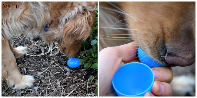 Charlie searching for eggs during our dog Easter egg hunt!