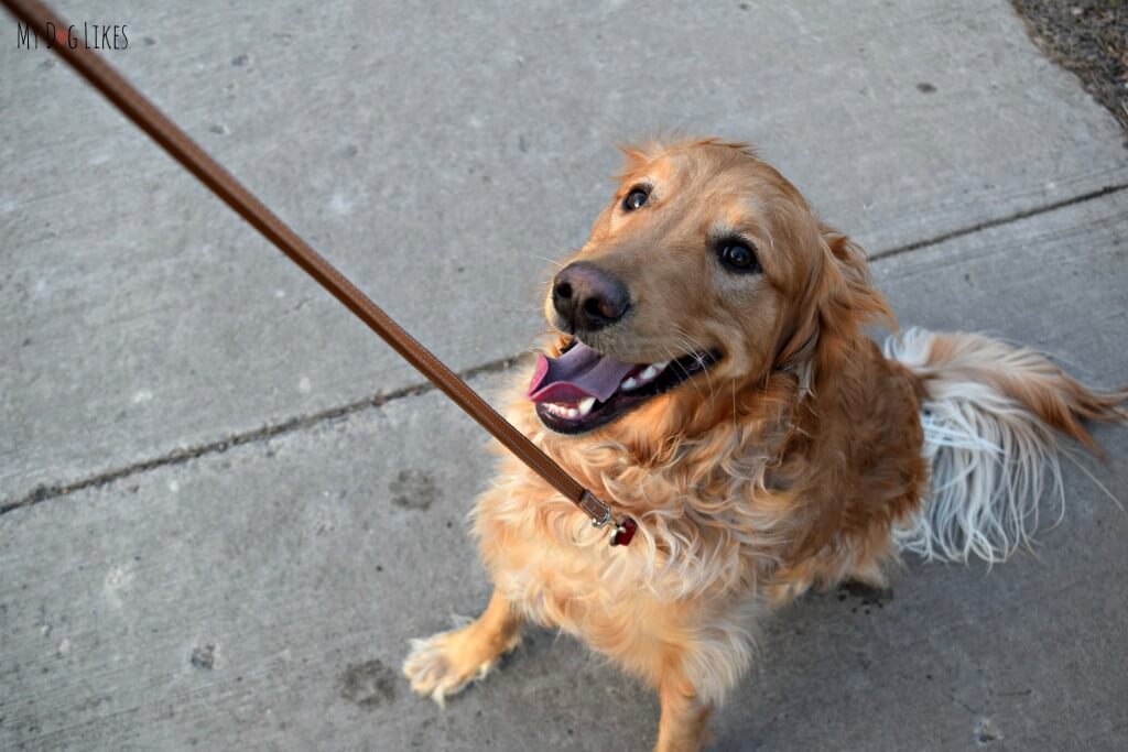 Our Golden Retriever Charlie is ready for a walk! Nothing beats a good stroll with your best friend!