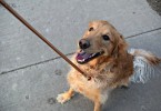 Our Golden Retriever Charlie is ready for a walk! Nothing beats a good stroll with your best friend!