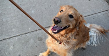 Our Golden Retriever Charlie is ready for a walk! Nothing beats a good stroll with your best friend!