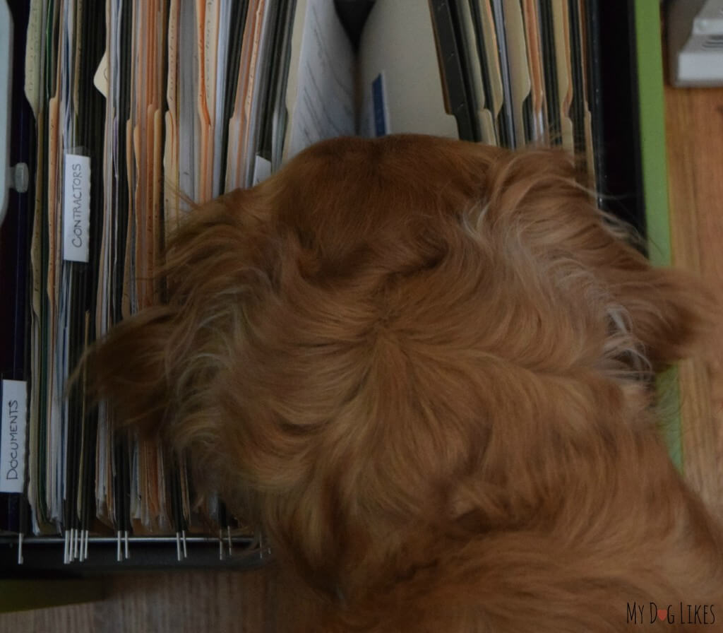 Our dog Charlie snooping through the file cabinet!
