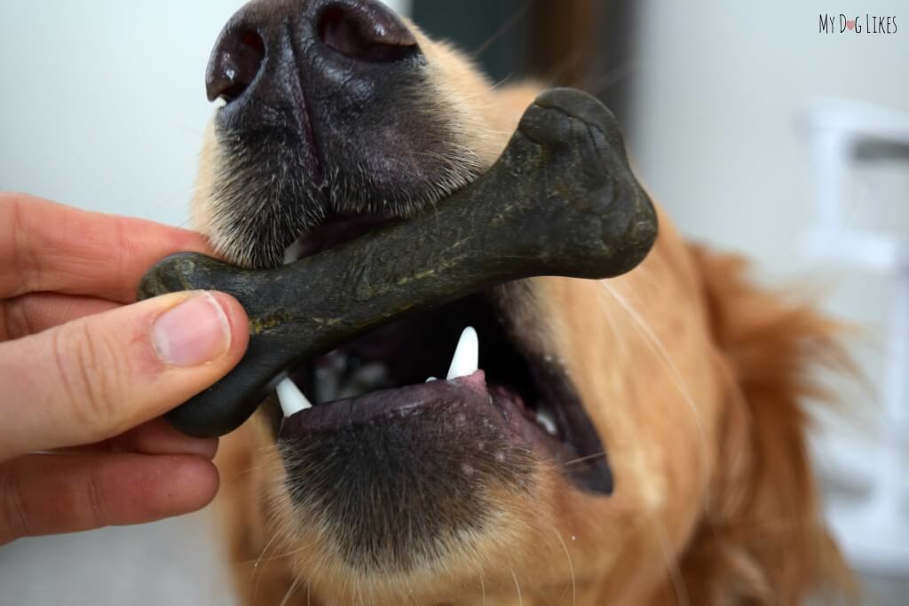 Charlie sampling a Big Brush Bone for our review of Merrick Dental Chews