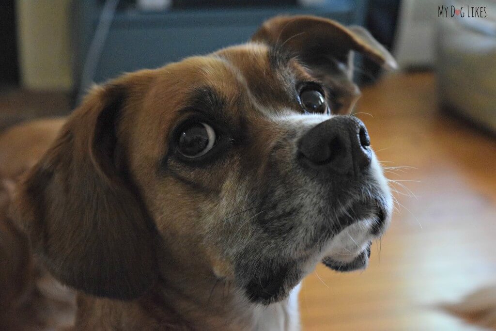 Fur-cousin Mia has always been a picky eater - needing some encouragement to get the nutrition that she requires.