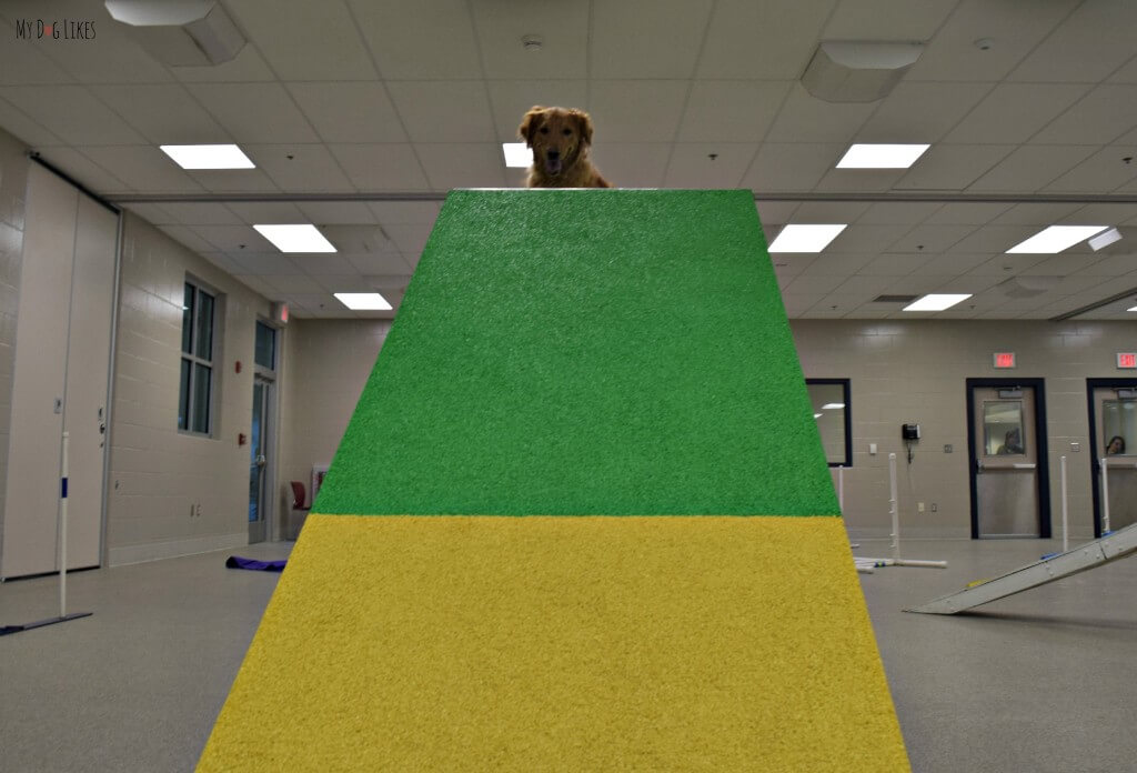 Charlie conquering the A-Frame obstacle in his agility course! He did so well in his Beginner Agility class at Lollypop Farm!
