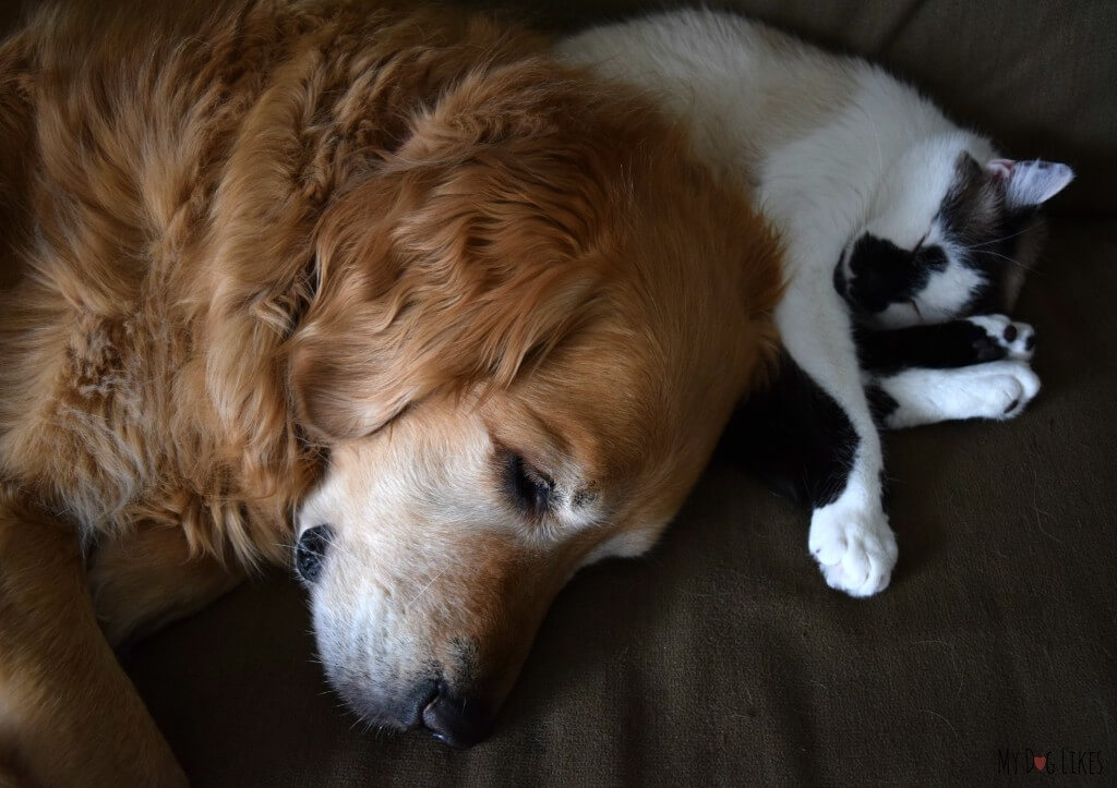 Harley has his own version of a "Pillow Pet" - his cat brother Lucas!