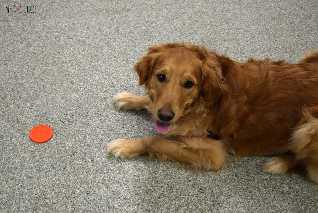 Charlie practicing his "target" command in his training class