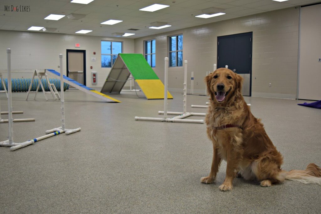 Charlie posing in front of the Dog Agility Equipment at Lollypop Farm