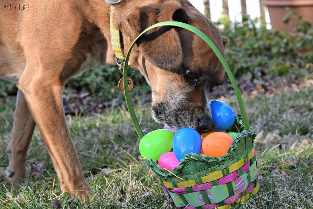 Using a bit of Nosework to find the treats in our dog Easter egg hunt!