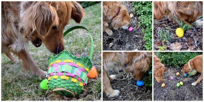 Harley, Charlie and cousin Mia are off on a fun Dog Easter Egg Hunt!