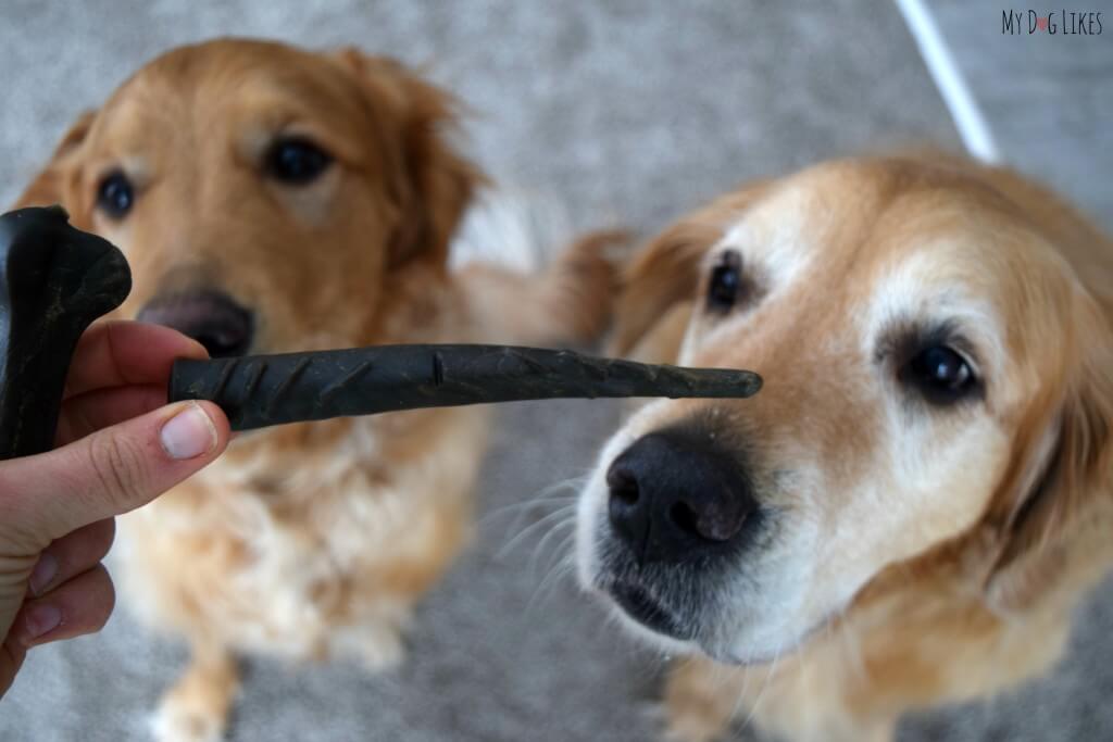 Harley and Charlie from MyDogLikes review Merrick's Texas Toothpicks! These dental chews are a great way to incorporate dog dental health into your daily routine!