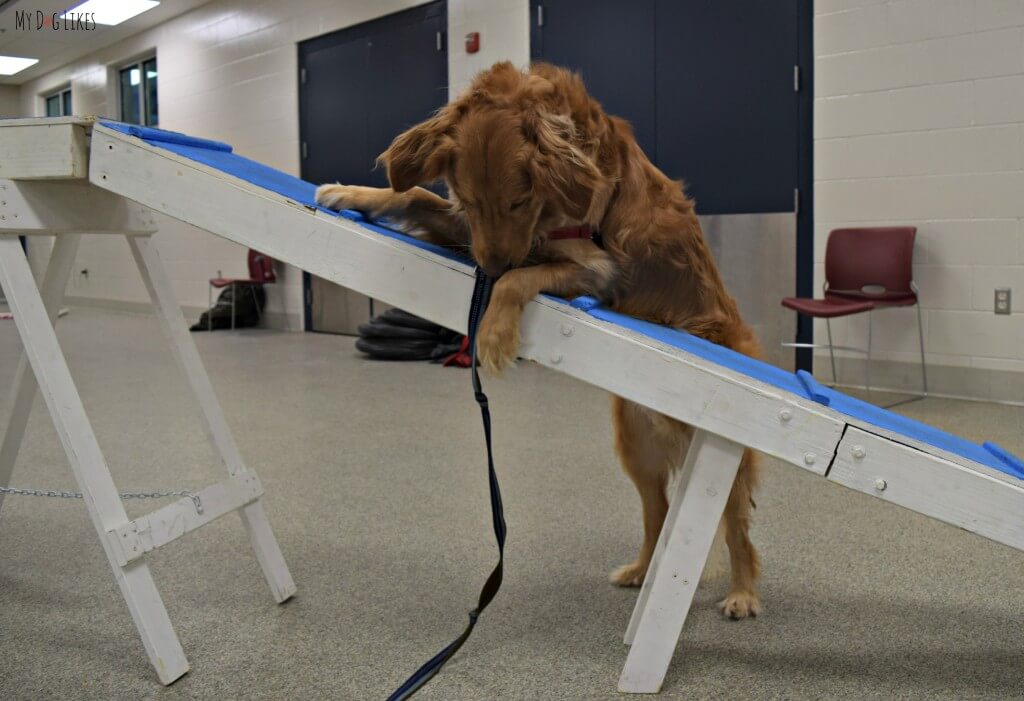 Charlie is a bit confused by the dog walk obstacle in his first agility class! Don't worry, he eventually gets the hang of it!