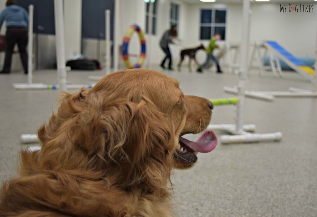 Our Golden Retriever Charlie looking over the dog agility course he is about to run