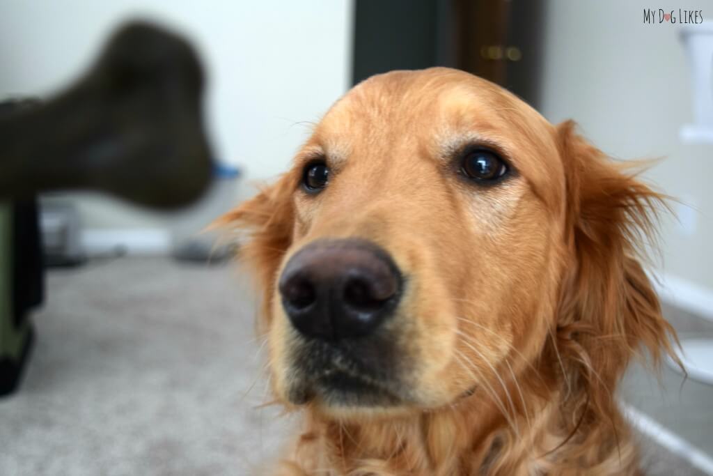 Note the total concentration on Charlie's face as he hopes for some dog treats