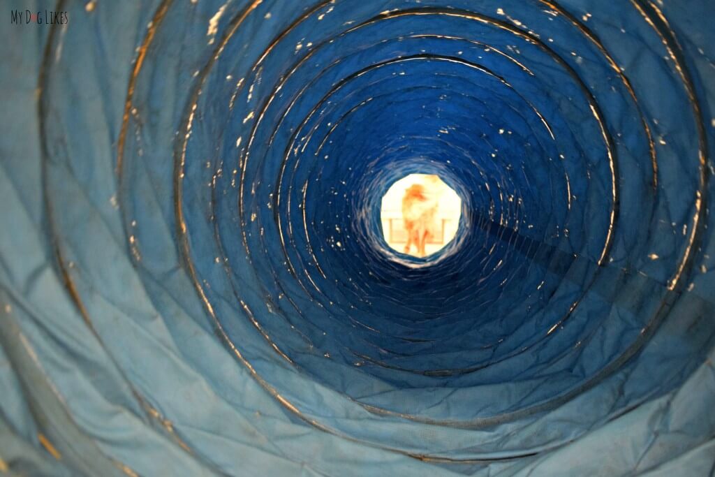 Looking through the agility tunnel - one of the standard obstacles in a dog agility course