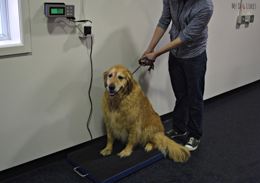 Keeping a close eye on your dogs weight is very important to their overall health. You can find a dog scale at most Veterinarians and many pet stores.