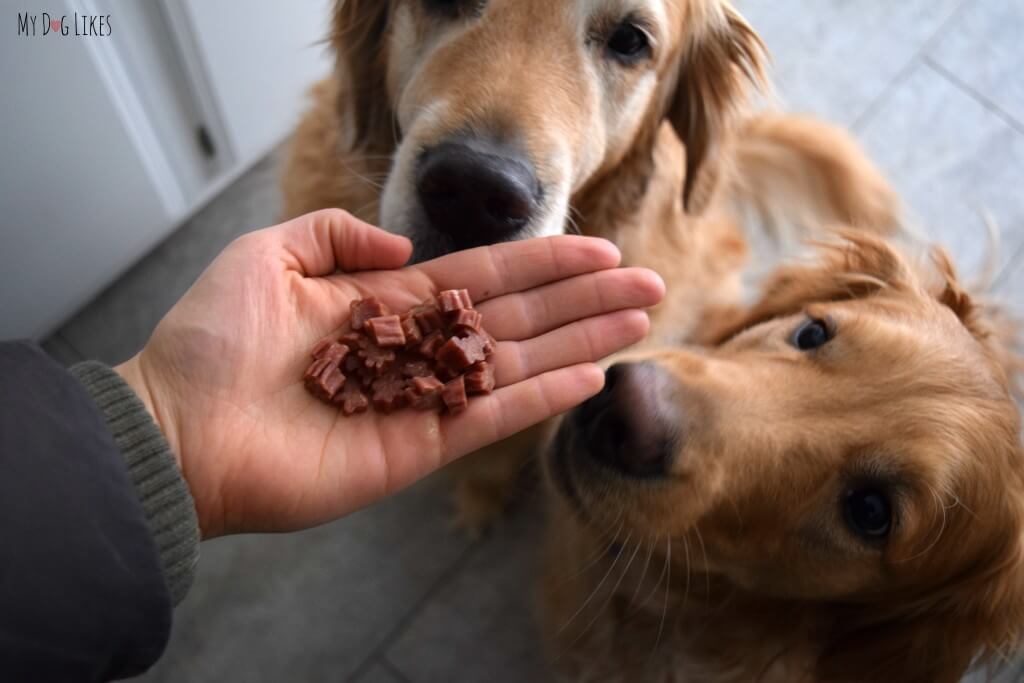 Harley and Charlie eagerly waiting for some treats!