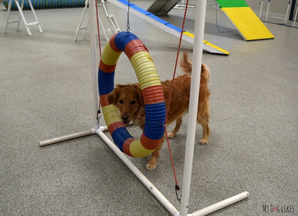 Charlie on his first day of dog agility training wondering what he is supposed to do with this hoop!