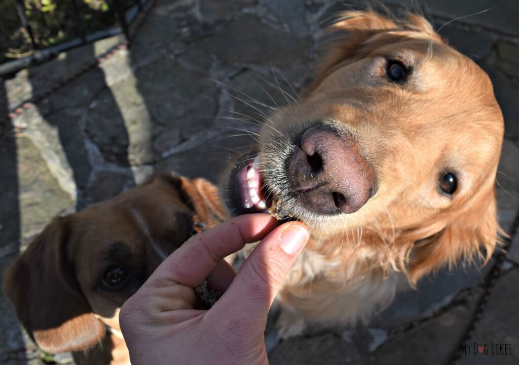 Charlie taste testing Evanger's Beef Tripe Dog Treats in the official MyDogLikes review. Looks like dog-cousin Mia is jealous!