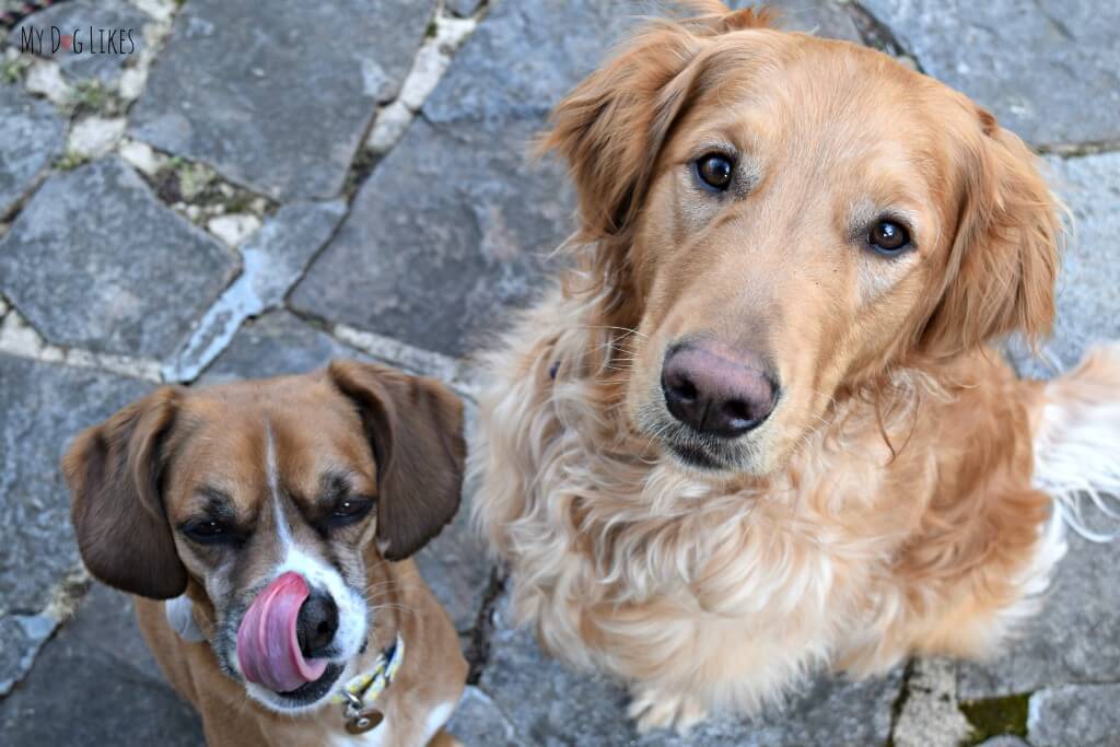 A couple of hungry dogs waiting to try out some Evangers dog treats!
