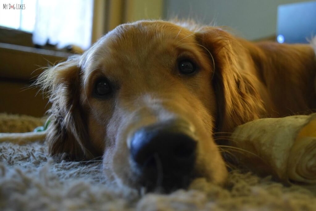 Sweet Golden Retriever Charlie