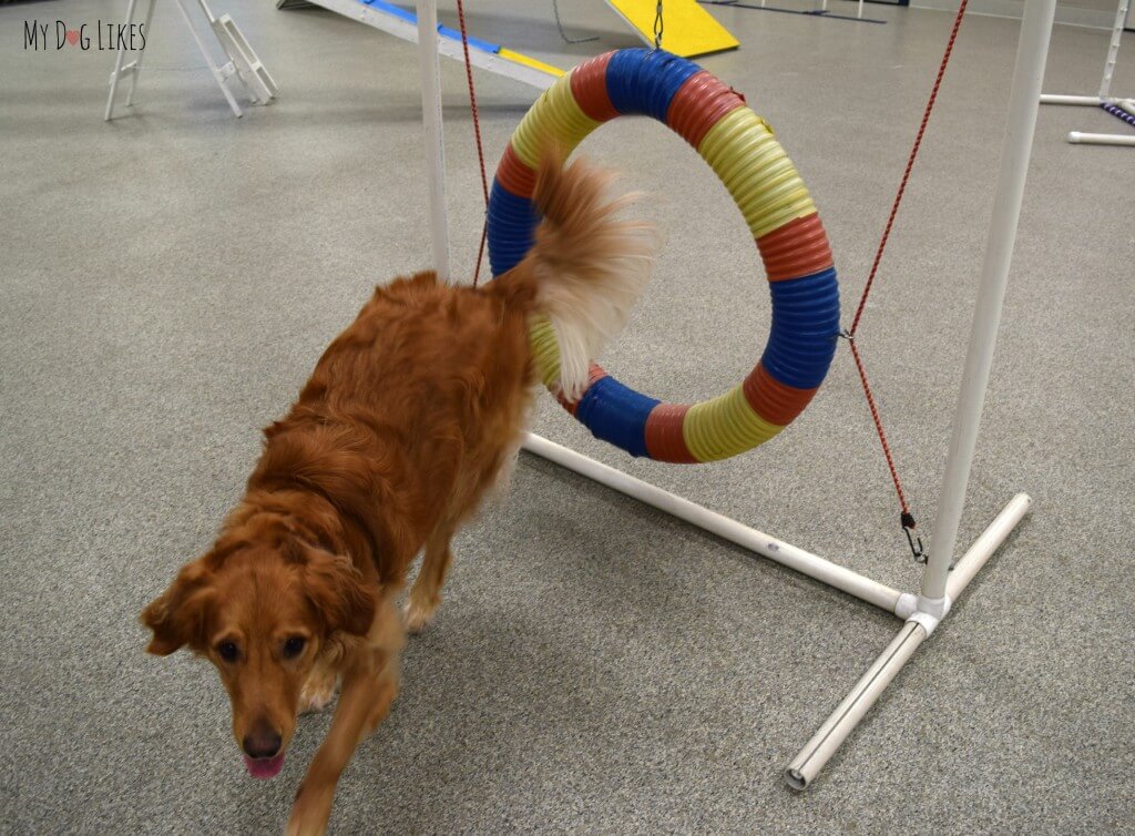 Charlie conquering the hoop obstacle in the agility course at Lollypop Farm!