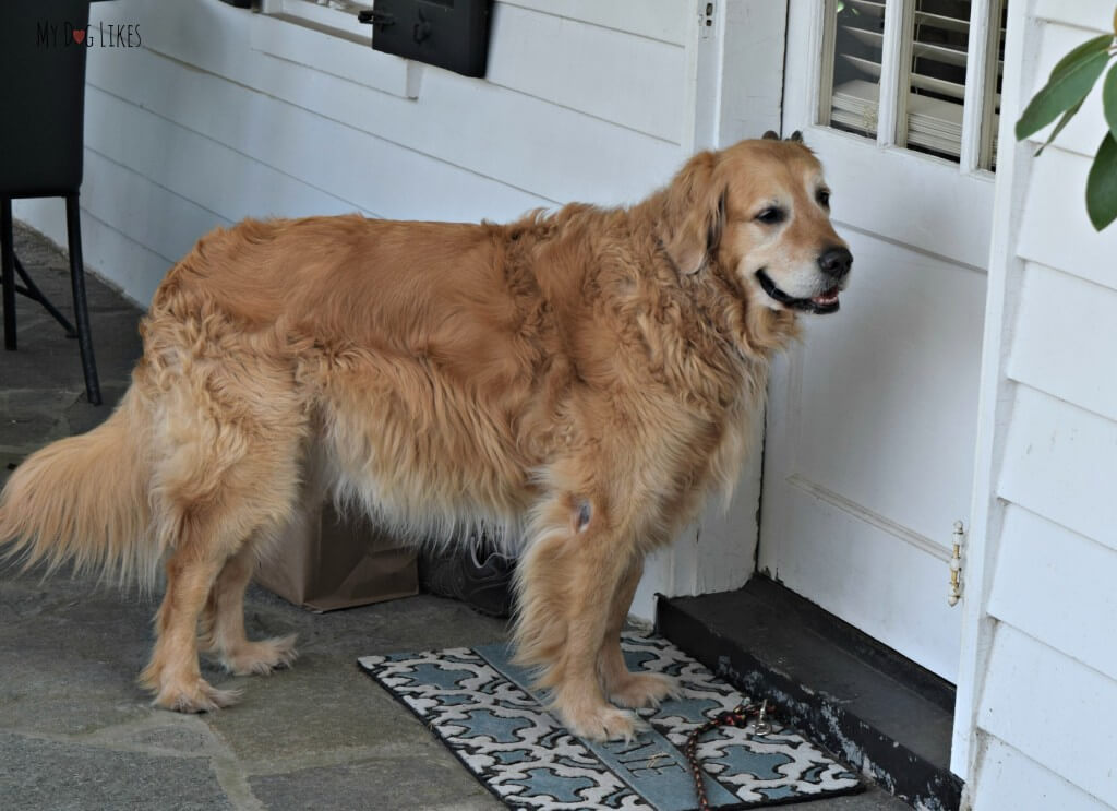 Harley thinks he is too cool to participate in our silly dog games!