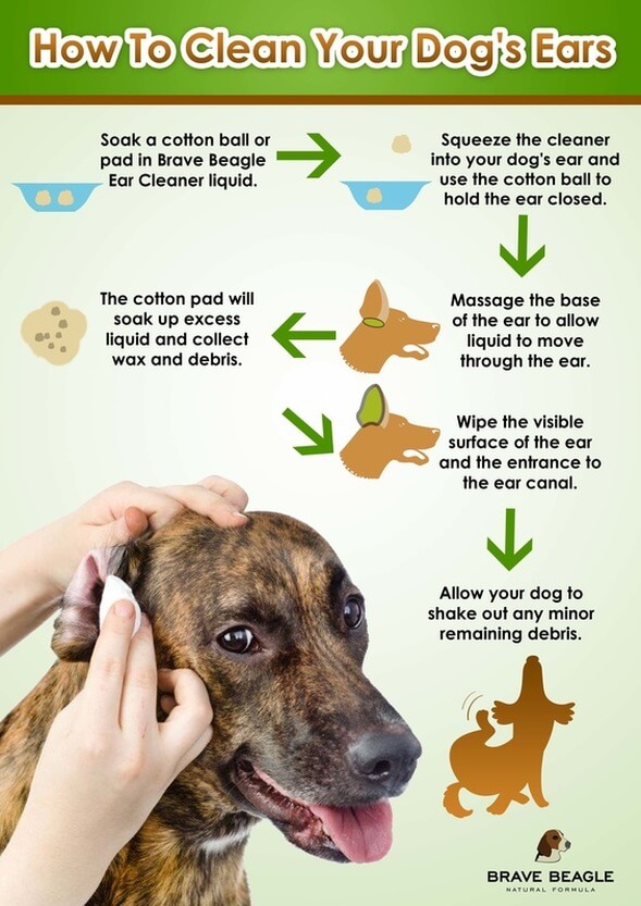 What Can I Use To Wash My Dog's Ears at Eleanor Torres blog