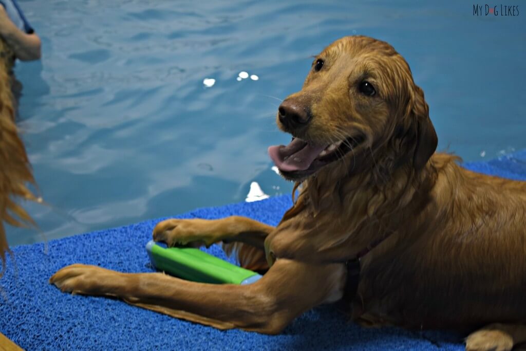 Our Golden Retriever Charlie is in heaven at the dog pool!