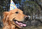 Our Golden Retriever Charlie wearing his dog party hat!