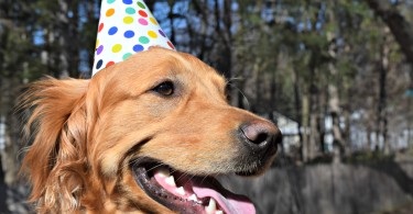 Our Golden Retriever Charlie wearing his dog party hat!