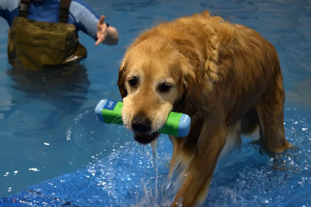 Harley retrieving a Chuckit! toy from the water