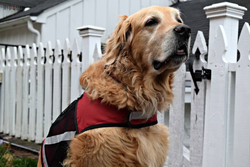 Our Golden Retriever Harley is a Dog on a Mission!