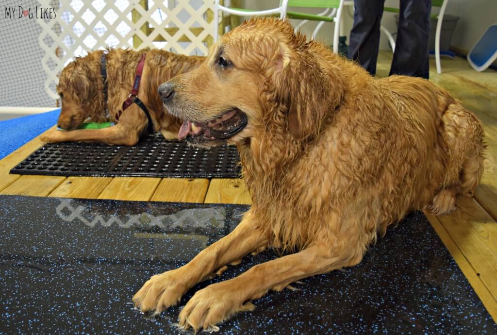 Nothing like a long swim session to give you some tired dogs!