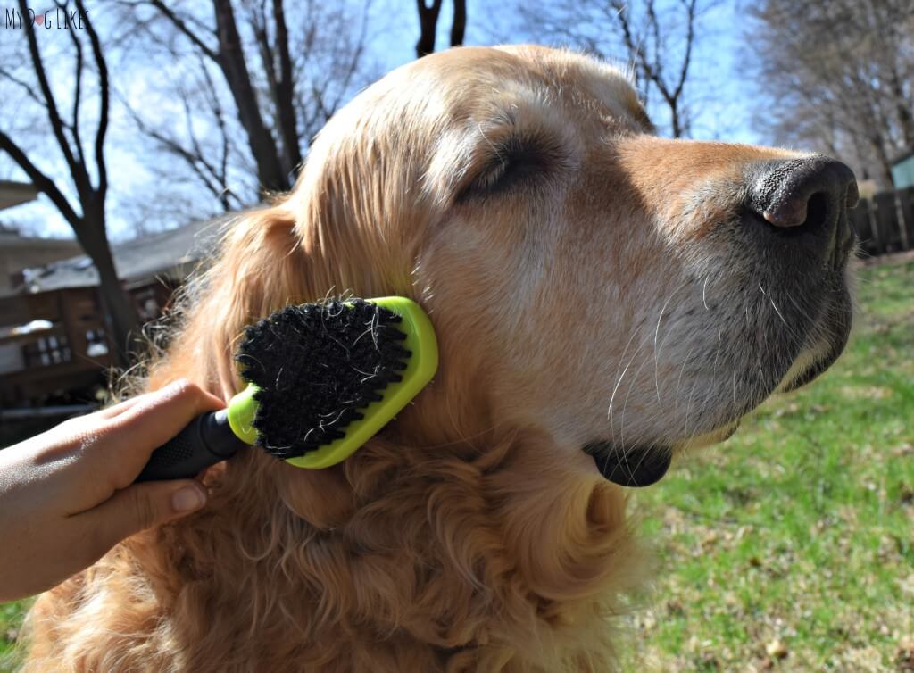 Feels good! Harley loves getting a good brushing!