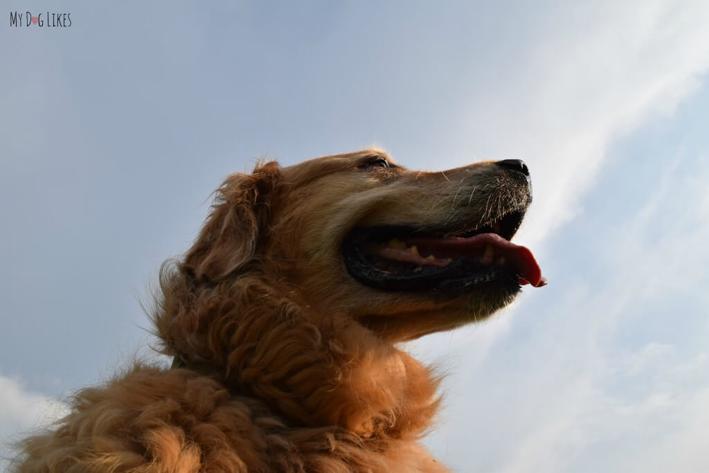 A majestic shot of our Golden Retriever Harley!