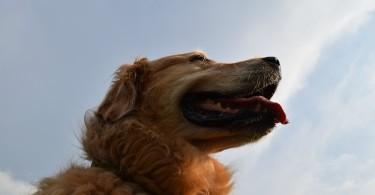 A majestic shot of our Golden Retriever Harley!