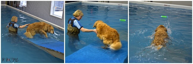 Harley getting the hang of the Swimming Pool Ramp for Dogs at CoolBlue Conditioning.
