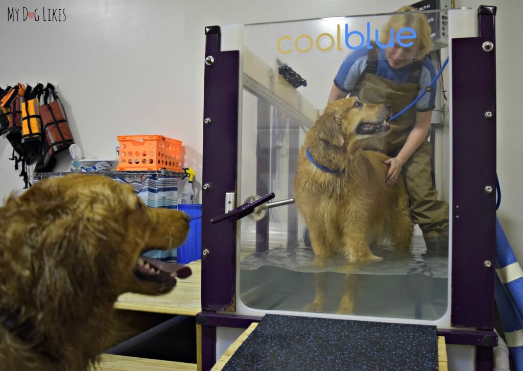 Harley on the underwater treadmill at CoolBlue Conditioning. Hydrotherapy for Dogs is an excellent form of rehab due to the low impact nature of the exercise