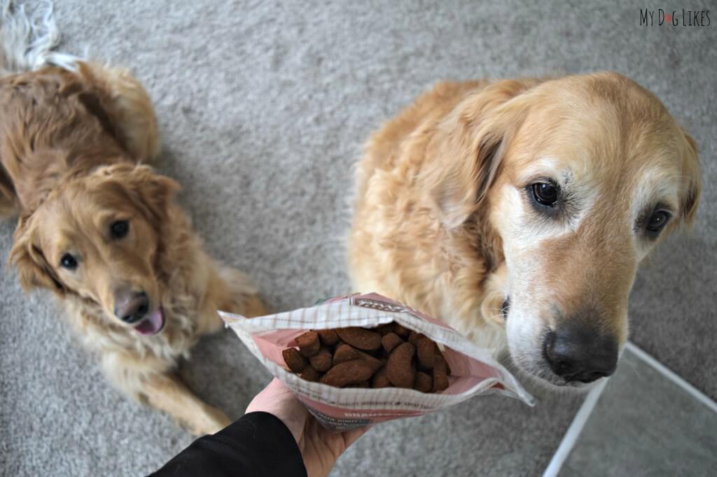 Who's a Good Boy? Looks like we have 2!