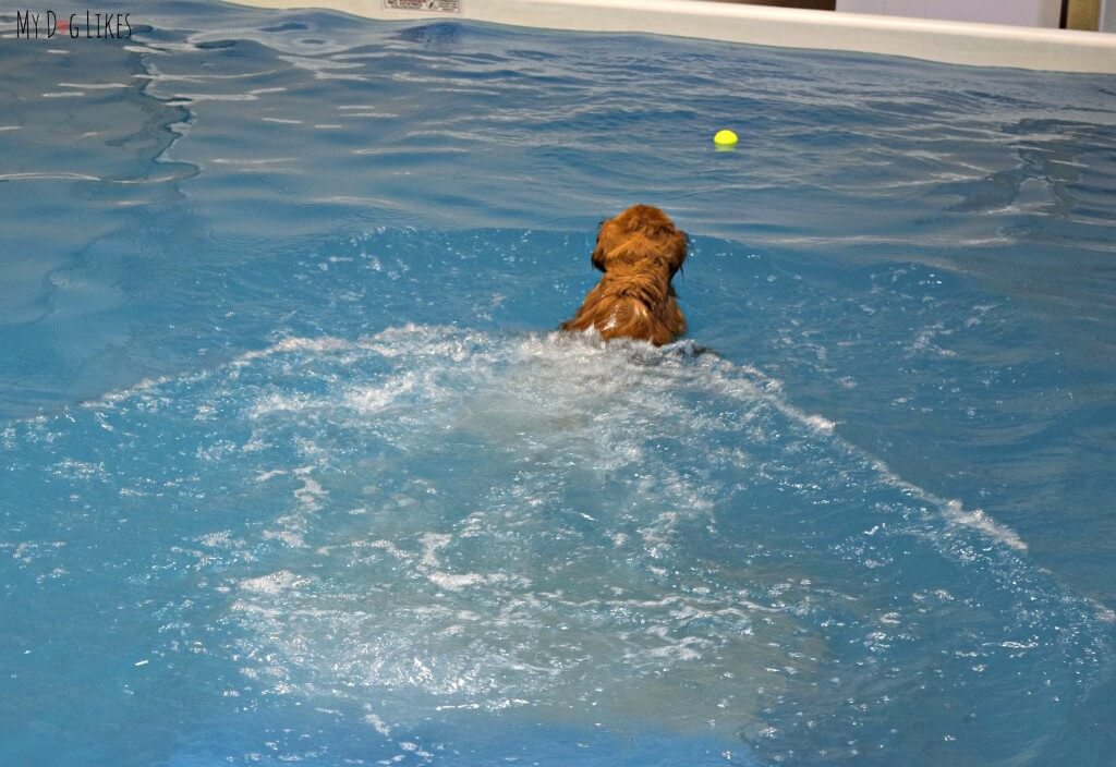 Our Golden Retriever Charlie having fun at a dog swimming pool near Rochester, NY. CoolBlue Conditioning is a dog fitness and aquatic center in Macedon, NY