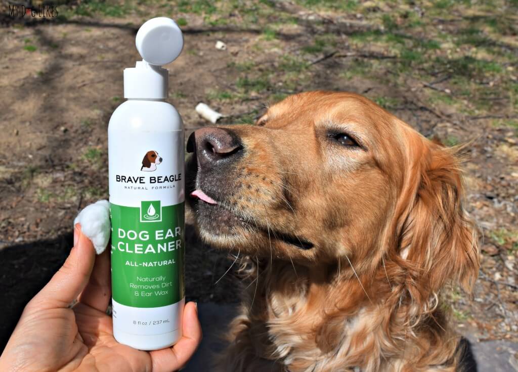 Testing out Brave Beagle's dog ear cleaner - free of sulfates, phosphates, alcohol, parabens or preservatives.