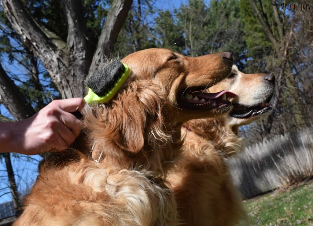 Brushing Charlie with the FURminator Dual Brush