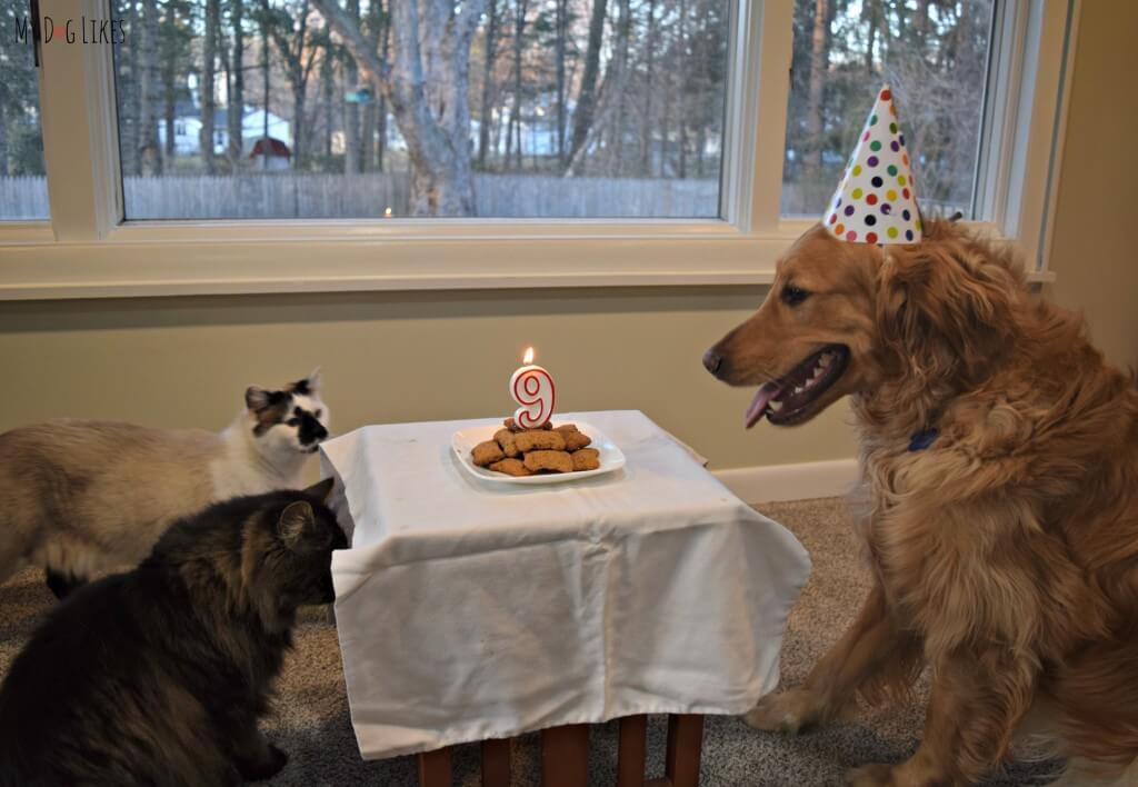 Looking for dog birthday party ideas? How about a dog biscuit birthday cake - and don't forget to invite the cats!