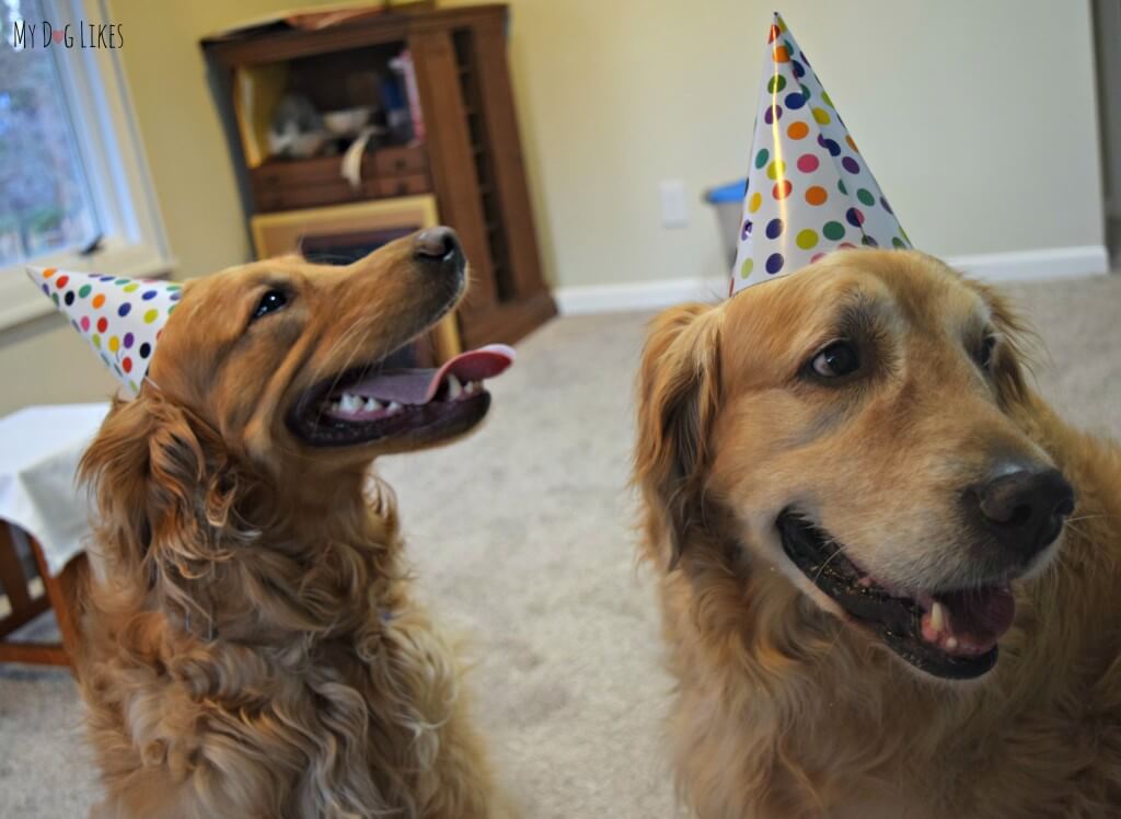 Dogs in party hats for the dog Birthday party!